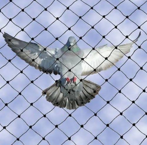 Pigeon Safety Nets